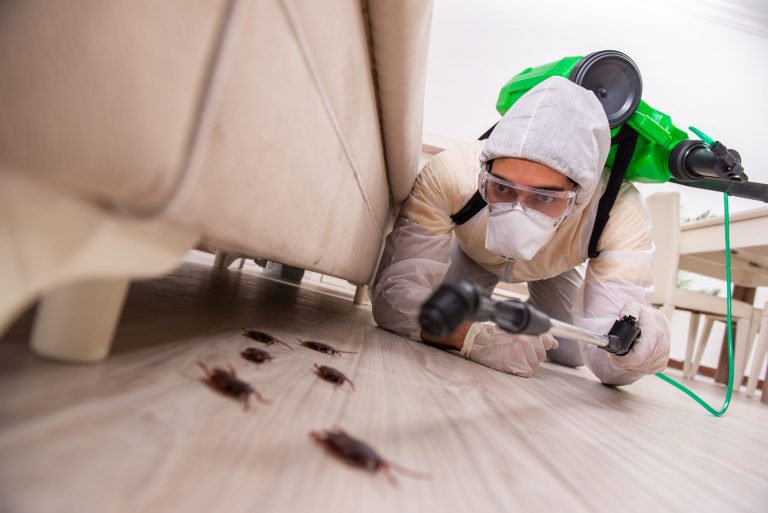 Exterminators in Vancouver for Pest Control & Other Solutions